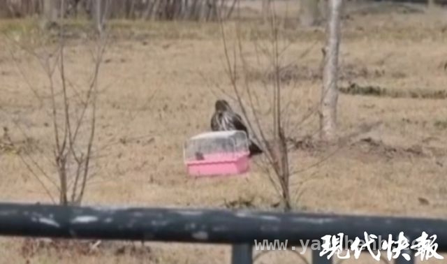 文明拍摄，还南通凤头鹰安静栖息环境 南通凤头鹰遇不文明诱拍，相关部门及时制止