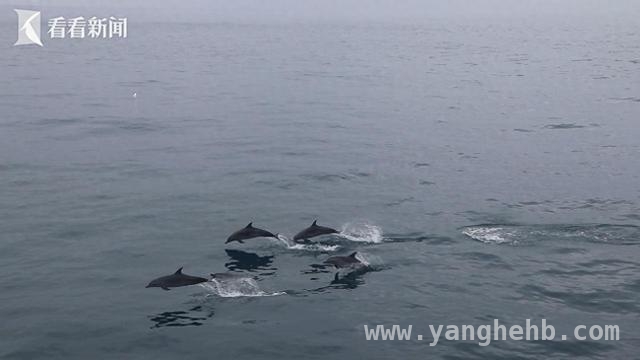 海南海警局华光舰邂逅近百头野生海豚，共奏海洋和谐乐章