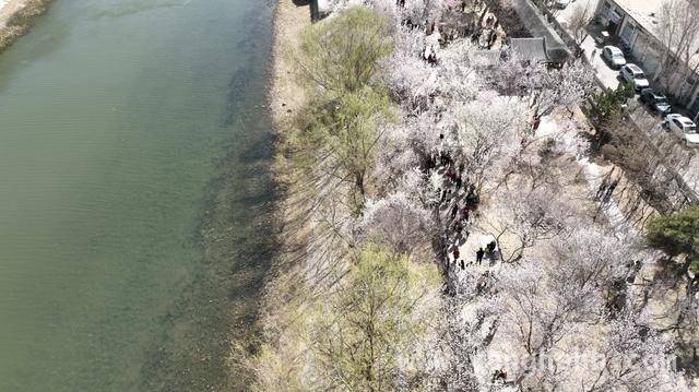 漫步天津桃花堤，邂逅春日繁花盛宴