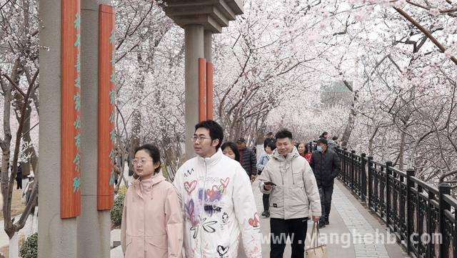 漫步天津桃花堤，邂逅春日繁花盛宴