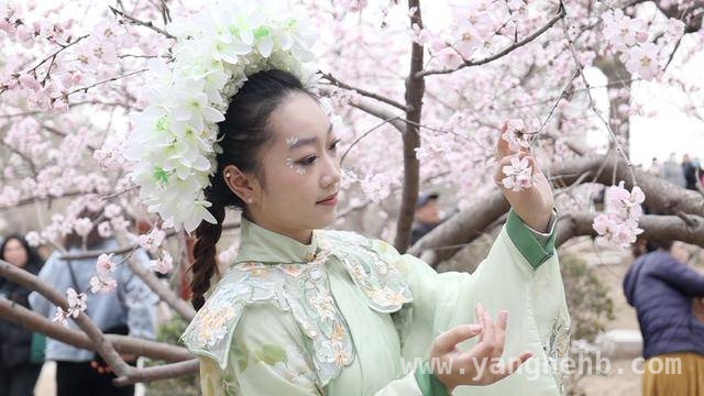 漫步天津桃花堤，邂逅春日繁花盛宴