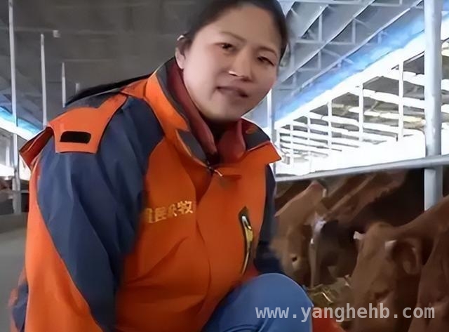 养牛女强人赵昭：4000头牛背后的真相与争议