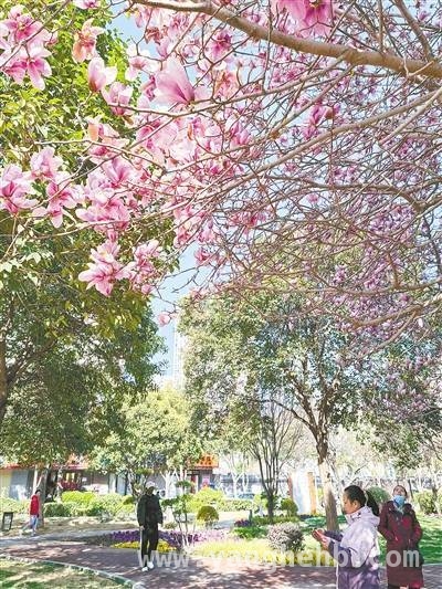 郑州经纬广场第十一届玉兰文化展，开启春日浪漫之旅，郑州经纬广场玉兰文化展：花美期长，藏着精细化管理的秘密
