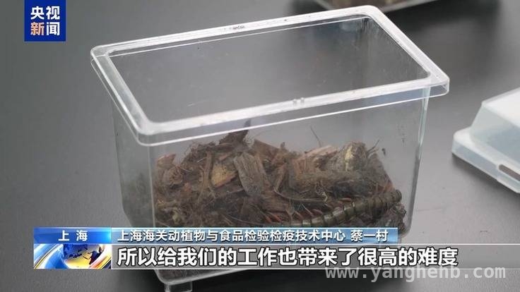 上海海关截获近5700只“异宠”，守护生态平衡，“异宠”威胁健康与生态，上海海关强势拦截