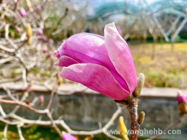 方松街头，白玉兰开启春日浪漫之旅，方松中央公园，白玉兰奏响春天的赞歌