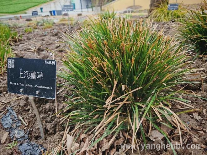 上海毛茛：消失多年后在环城绿带重焕生机