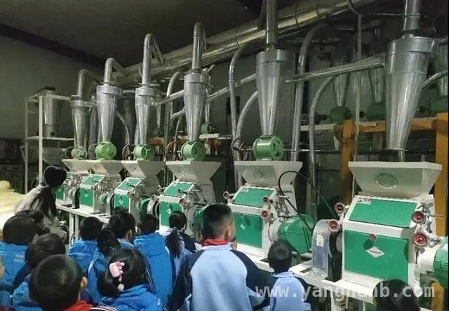 面粉厂里的思政课：达拉特旗小学生的别样学习之旅