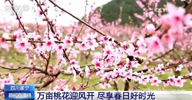 春日繁花盛景，多地旅游经济焕生机，赏花盛宴开启，多地借花经济激活乡村活力