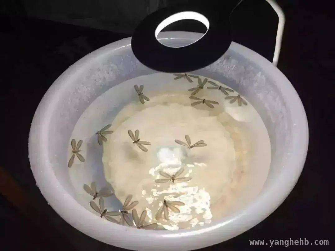 上海白蚁“卷土重来”，应对攻略请查收！