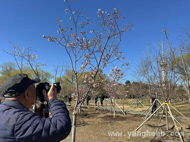 玉渊潭樱花季来袭，多场活动邀您共度美好春光，樱花盛开，玉渊潭公园奏响春日序曲