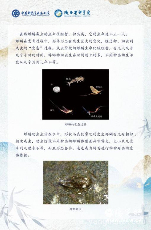西安市育才中学“科技之春”活动：科技与人文的精彩碰撞