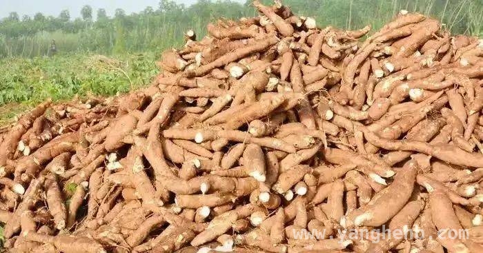 东南亚木薯：丰收背后的农民心酸，柬埔寨、老挝木薯价格暴跌，产业困境何解？