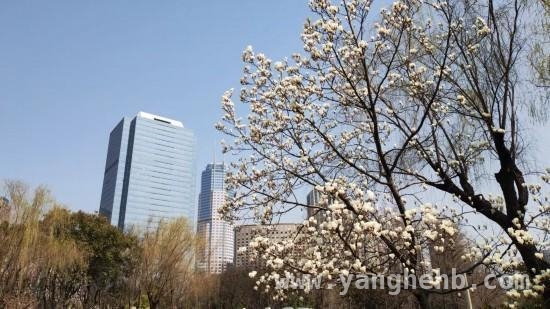 3月15日起条例护航，上海古树名木“明星”登场，上海古树“重量级大咖”亮相，古树名木保护条例已施行