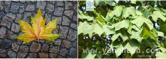 3月15日起条例护航，上海古树名木“明星”登场，上海古树“重量级大咖”亮相，古树名木保护条例已施行
