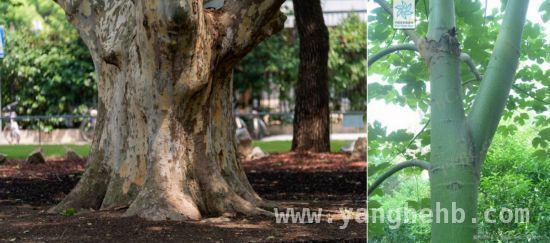 3月15日起条例护航，上海古树名木“明星”登场，上海古树“重量级大咖”亮相，古树名木保护条例已施行