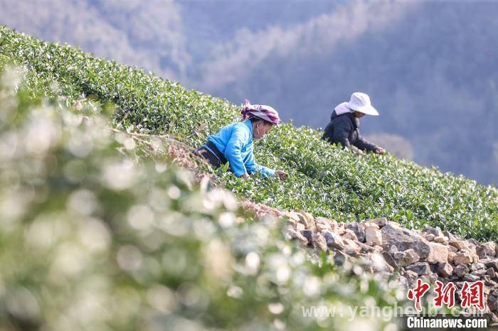 3月19日！贵州贵定云雾镇春茶采摘制作忙翻天