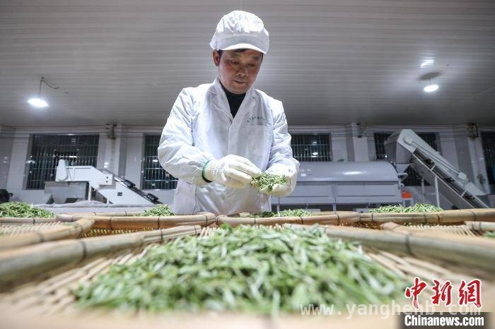 3月19日！贵州贵定云雾镇春茶采摘制作忙翻天