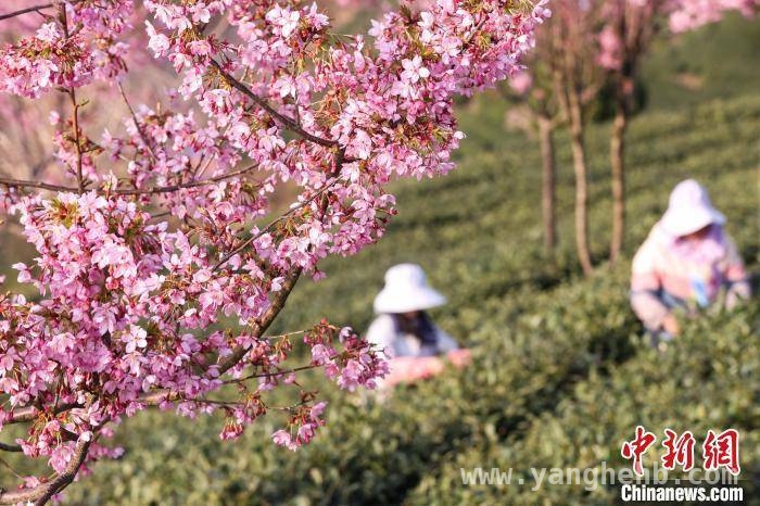 3月19日！贵州贵定云雾镇春茶采摘制作忙翻天