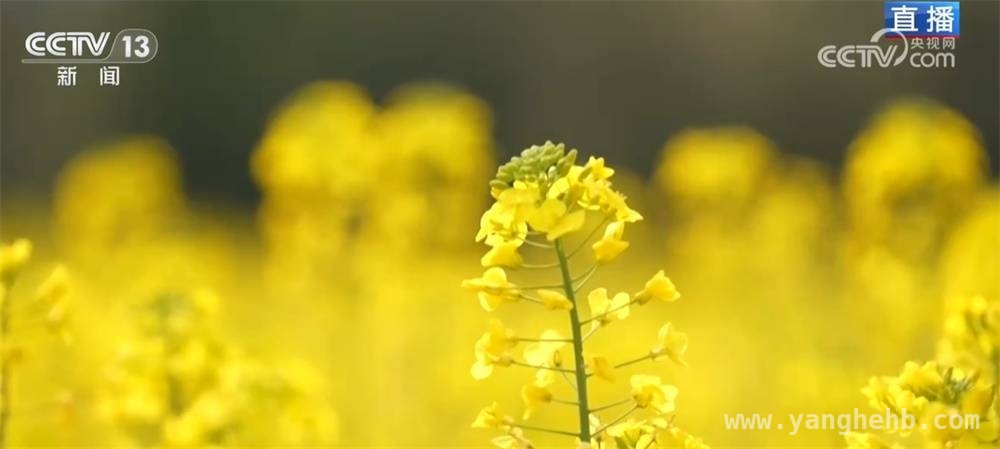 湖南油菜花开、安徽杏花绽放，引领春季旅游热潮