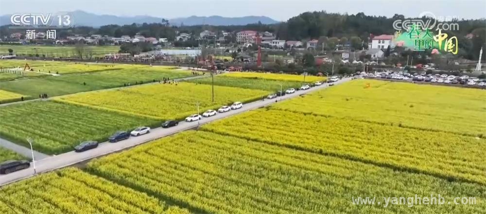 湖南油菜花开、安徽杏花绽放，引领春季旅游热潮