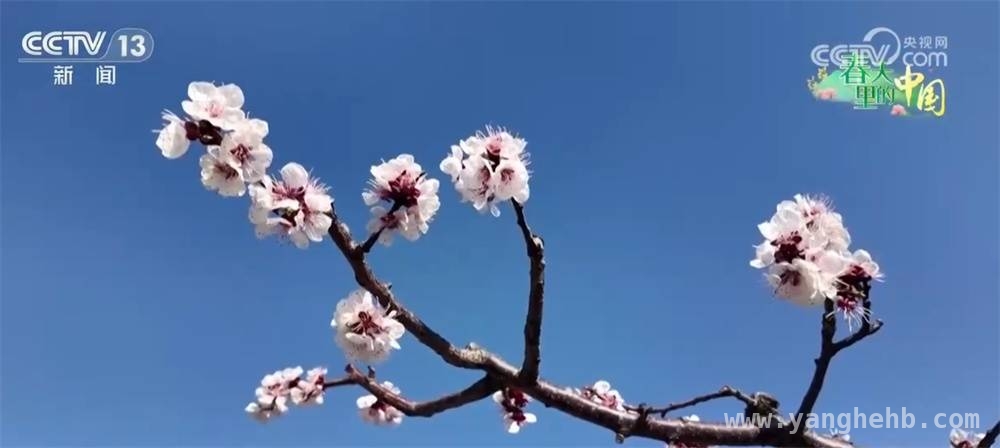 湖南油菜花开、安徽杏花绽放，引领春季旅游热潮