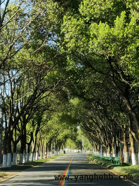 3月30日湾沚马拉松，带你领略特色旅游地魅力！ 跟着芜湖马拉松，“环游”湾沚绝美风光！