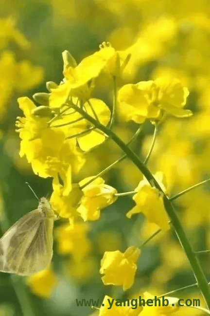 3月30日湾沚马拉松，带你领略特色旅游地魅力！ 跟着芜湖马拉松，“环游”湾沚绝美风光！