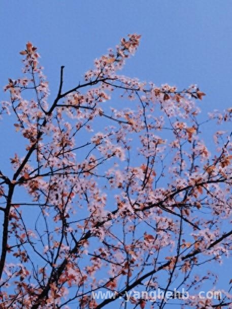 漫步夏阳街道，赴一场春花之约 三月暖风中，夏阳街道花朵奏响春之序曲