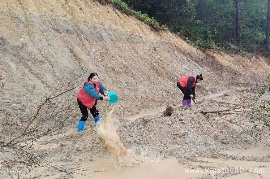 巾帼力量绽芳华，宁化多镇妇联植树活动焕生机，宁化多镇妇联义务植树，为美丽家园添新绿