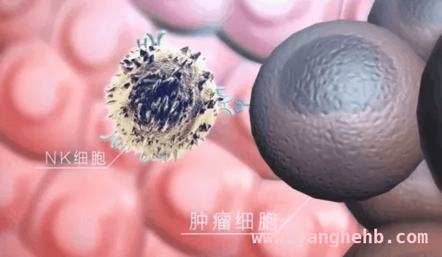 人体免疫系统守护者——NK细胞的多重作用 揭秘人体最强“医生”：NK细胞的神奇功效