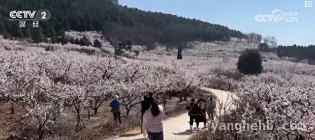 河南山西四川，春日花海邀你共赴浪漫之约