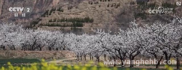 河南山西四川，春日花海邀你共赴浪漫之约