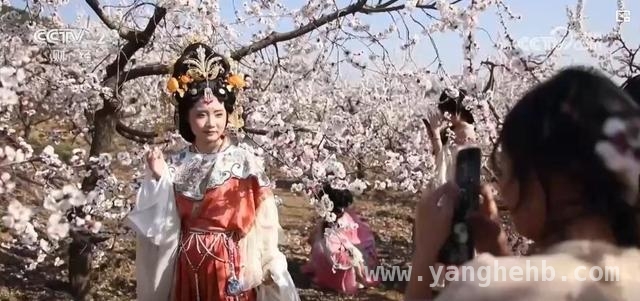 河南山西四川，春日花海邀你共赴浪漫之约