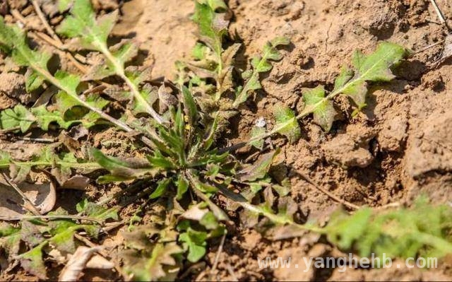 探秘威海野菜季，好吃又有讲究，威海野菜上市，尝鲜须知这些事