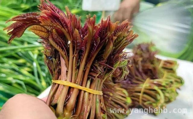 探秘威海野菜季，好吃又有讲究，威海野菜上市，尝鲜须知这些事