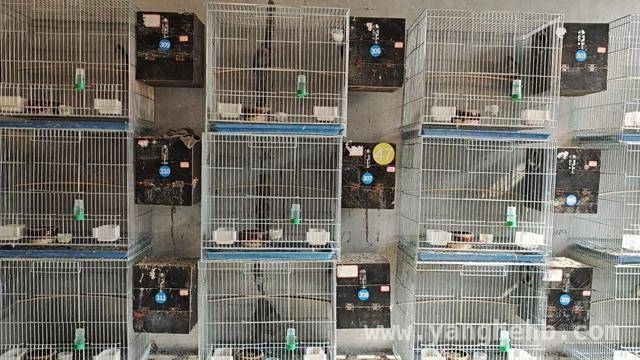 青岛 87 年小伙转型养鹦鹉，年入 280 万背后的故事