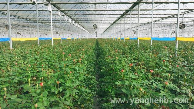 晋宁花卉园：以科技之力打造鲜切花玫瑰“超级工厂”