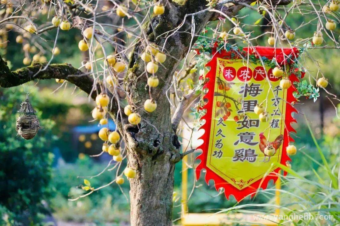 聚焦萧山区青发大会：临浦横一打造青年向往之地