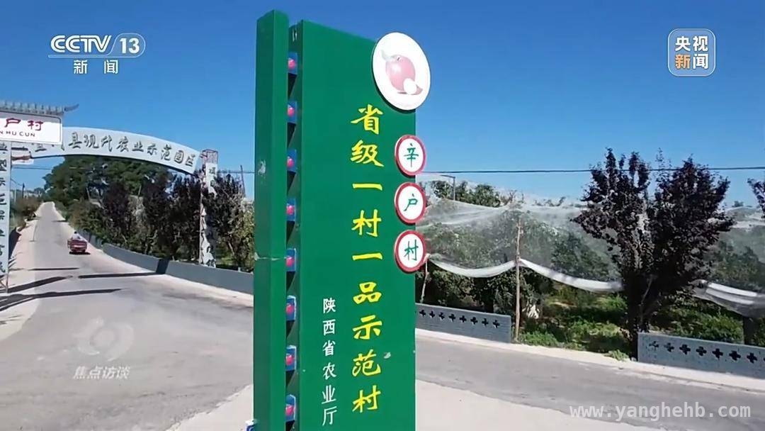 革命圣地苹果产业蜕变：脱贫攻坚到乡村振兴的跨越，延安苹果：产业革新为乡村振兴注入强劲动力