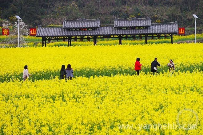 上游新闻“春色”摄影展，邀你定格乡村春光
