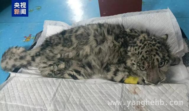 爱心救治！受伤小雪豹“凌小蛰”渐入佳境，“凌小蛰”：从濒死到重生的雪豹传奇