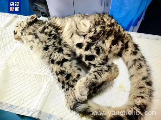爱心救治！受伤小雪豹“凌小蛰”渐入佳境，“凌小蛰”：从濒死到重生的雪豹传奇