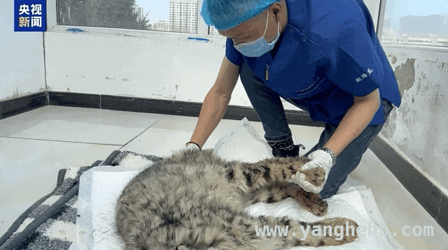 爱心救治！受伤小雪豹“凌小蛰”渐入佳境，“凌小蛰”：从濒死到重生的雪豹传奇