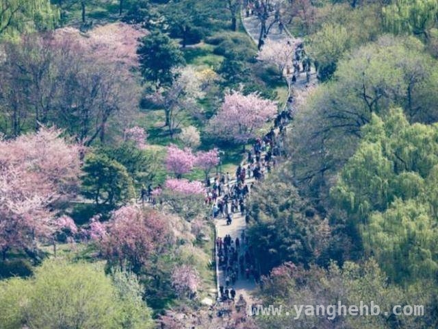 北京春天百花争艳，赏花攻略来袭