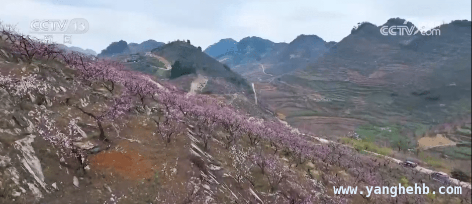 踏春之旅：福建贵州安徽的多彩花海盛宴 春日寻芳：多地花海盛景邀您共赏