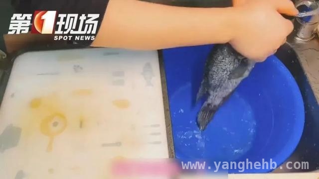 “赶海热”背后：创伤弧菌感染风险大揭秘 小心！处理海鲜不当或引致命危机