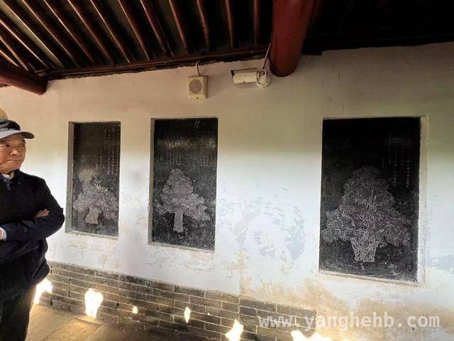 千年“将军柏”开启全面体检，科技助力焕新生