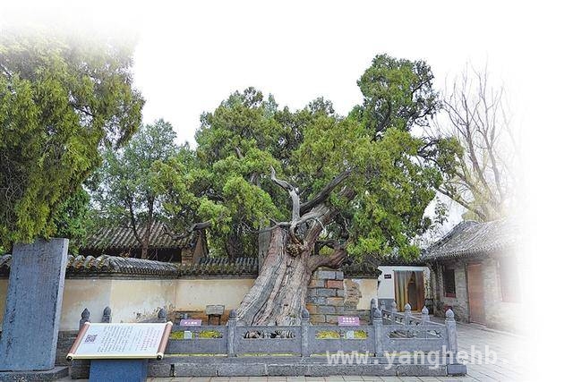千年“将军柏”开启全面体检，科技助力焕新生