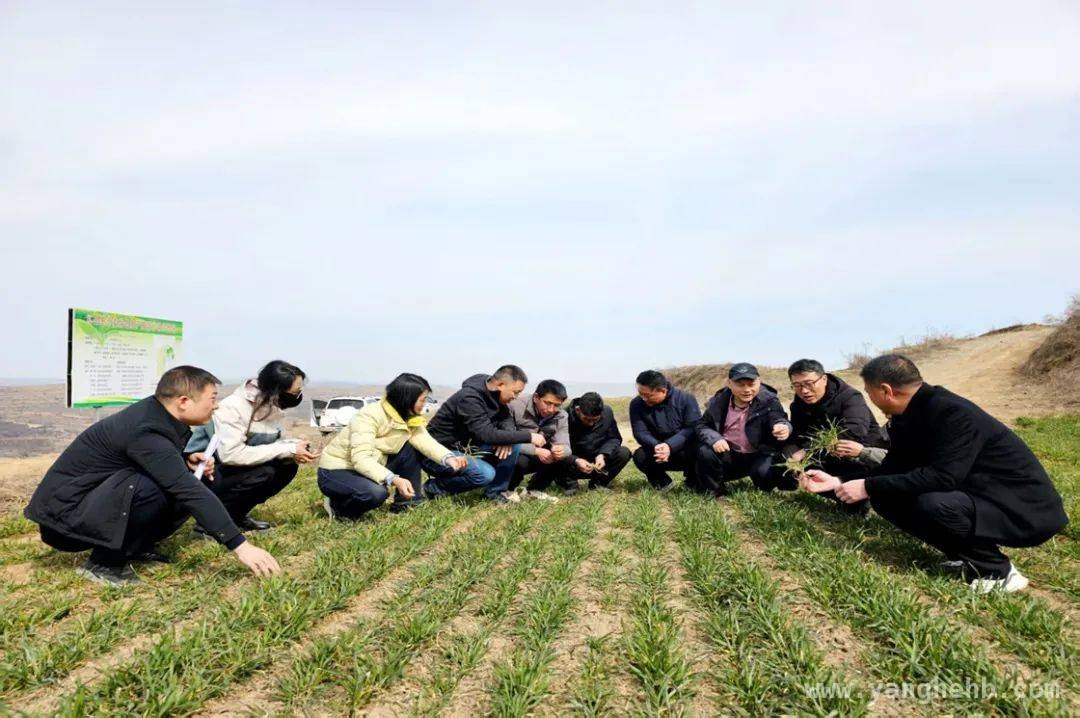 甘肃春耕有“科技参谋”，小麦单产提升在望，科技助力甘肃春耕：专家为小麦单产提升“把脉开方”