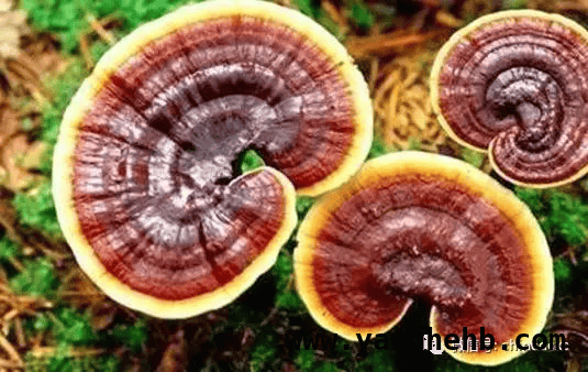 灵芝孢子粉：健康密码大揭秘